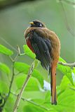 Masked Trogon